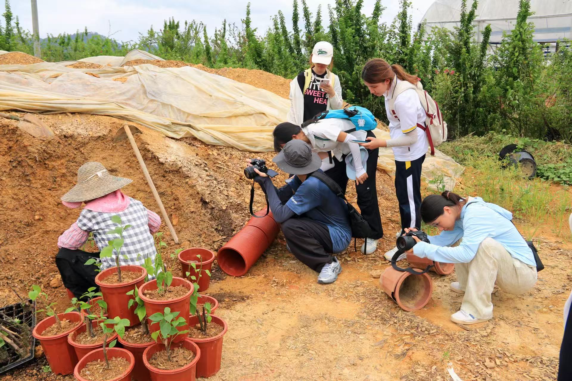 实践队三角梅种植基地拍摄素材.jpg